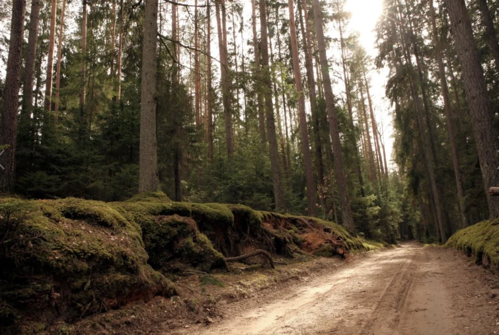 Forests 17
