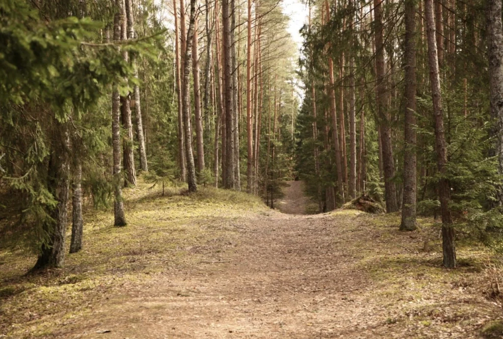 Forests 18