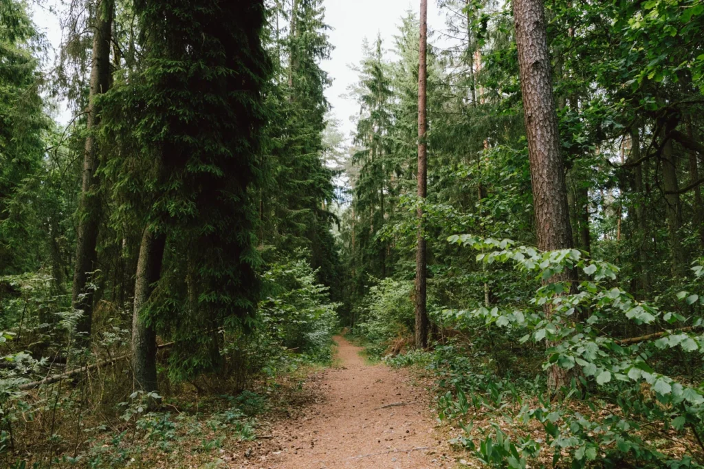 Forests 19