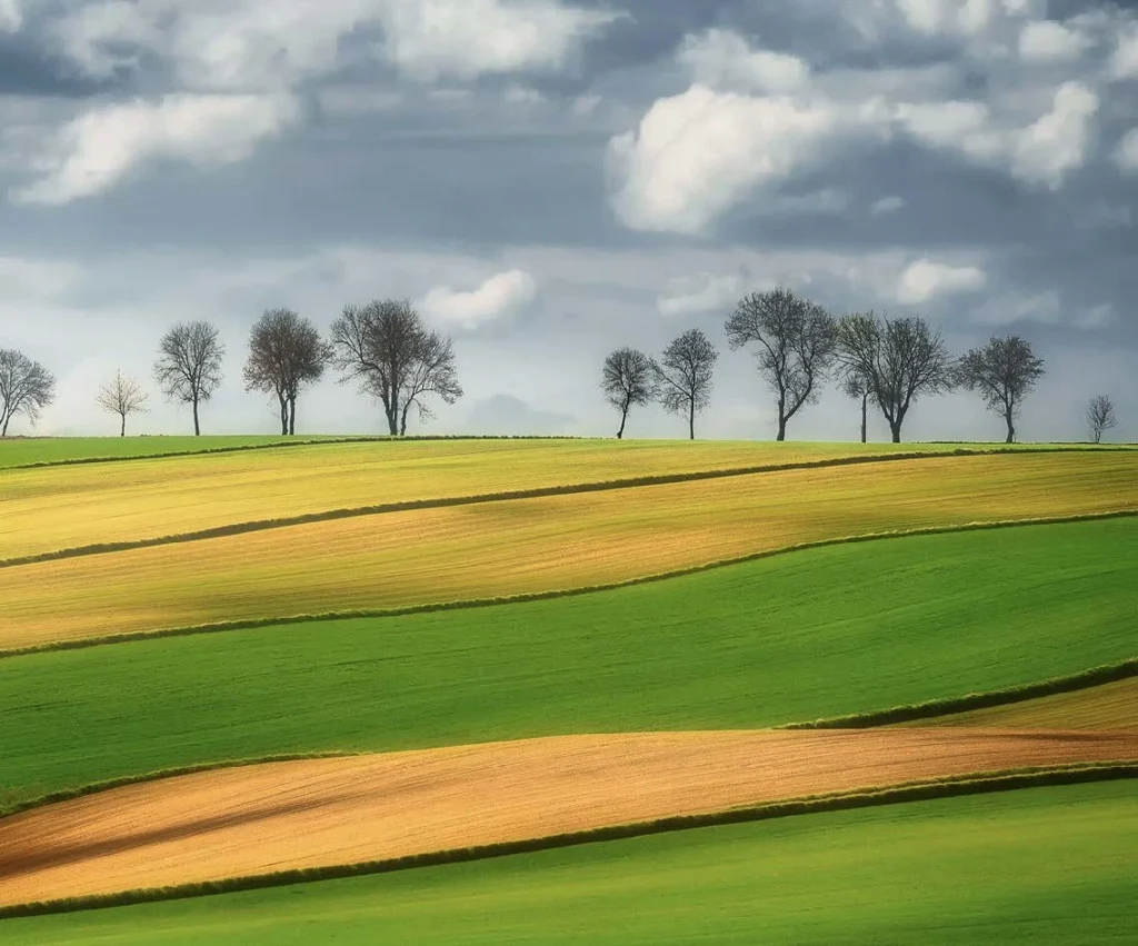 Fields Meadows 3
