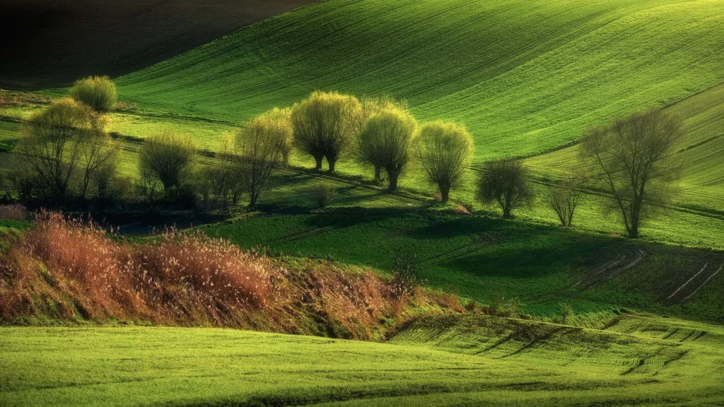 Fields Meadows 4