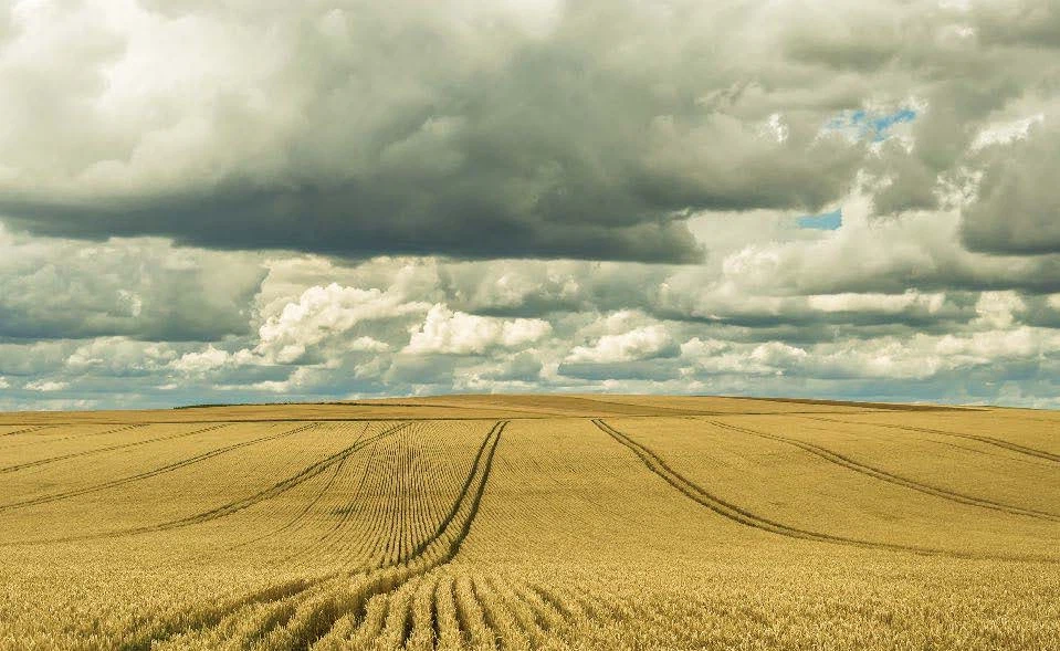 Fields Meadows 5