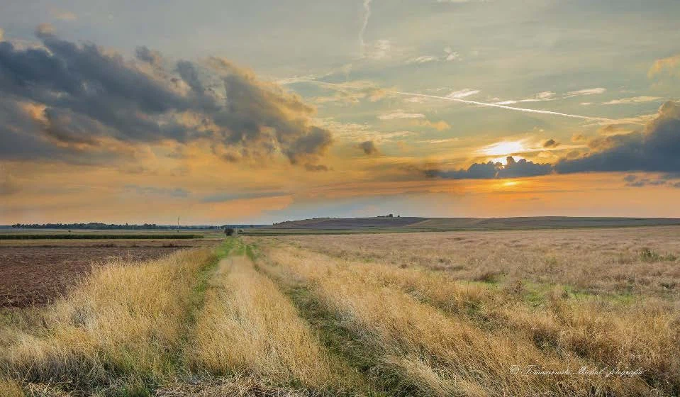 Fields Meadows 6