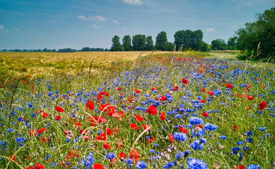 Fields Meadows 7