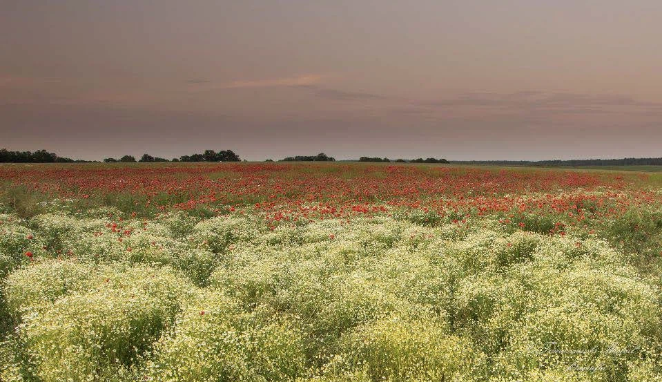 Fields Meadows 8