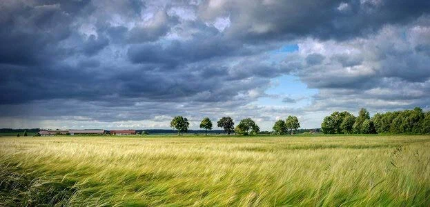 Fields Meadows 9