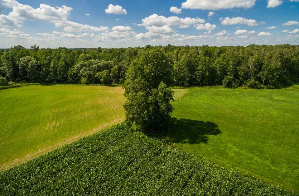 Fields Meadows 10
