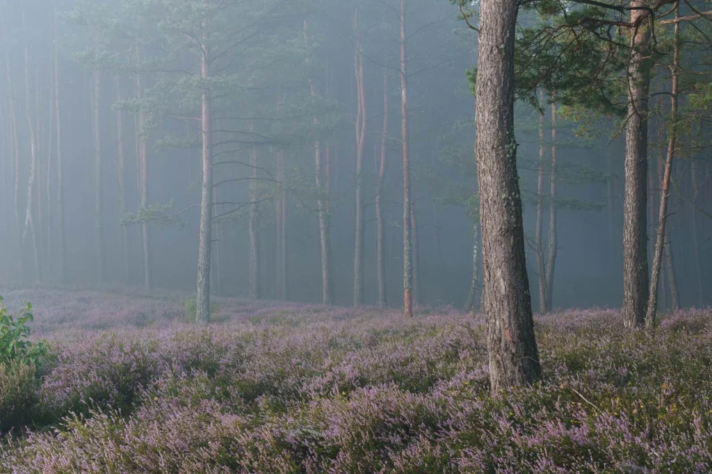 Fields Meadows 12