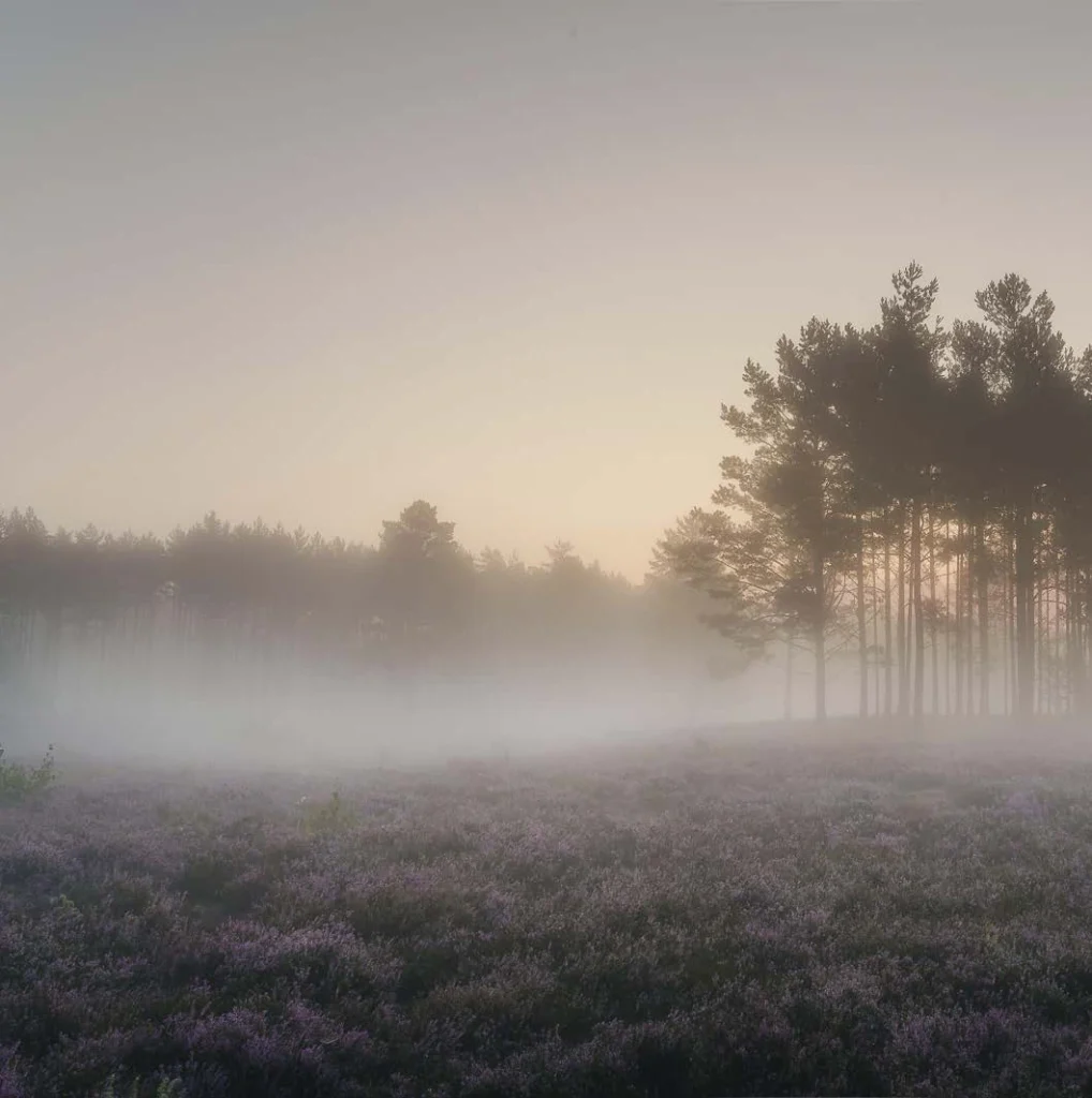 Fields Meadows 13