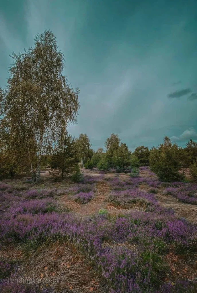 Fields Meadows 14