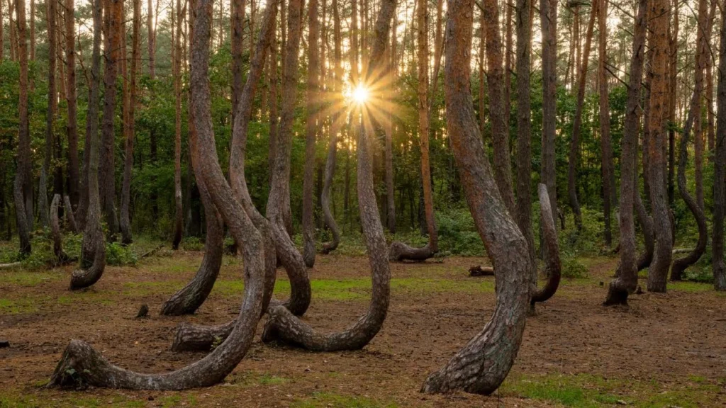 Forests 1