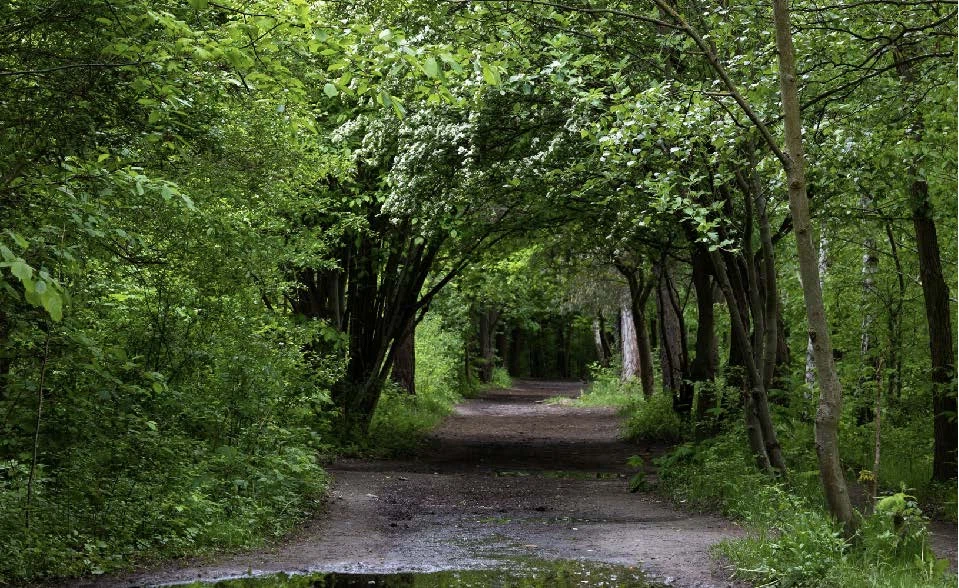 Forests 2