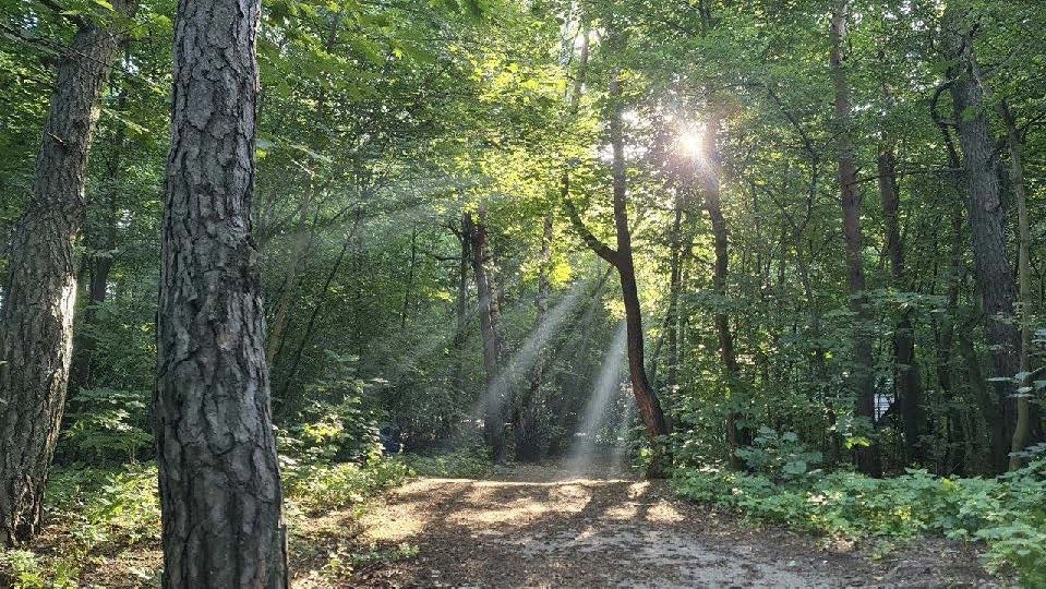 Forests 3
