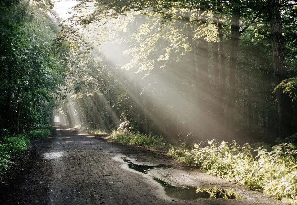 Forests 4