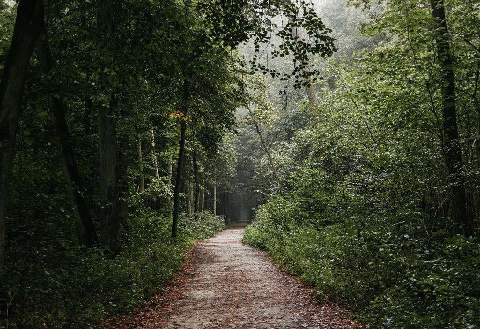Forests 5