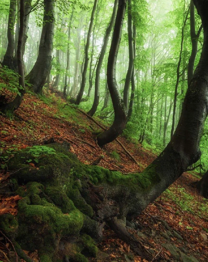 Forests 6