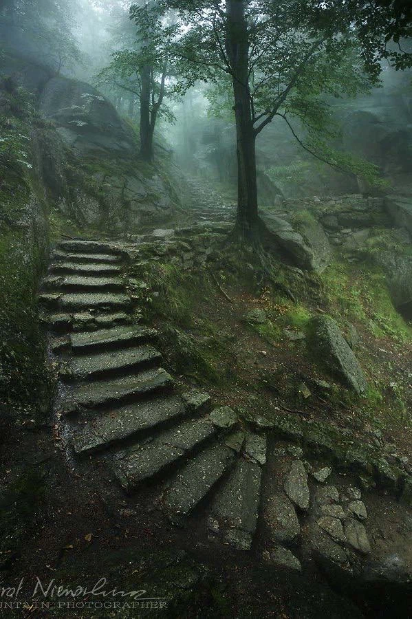 Forests 7