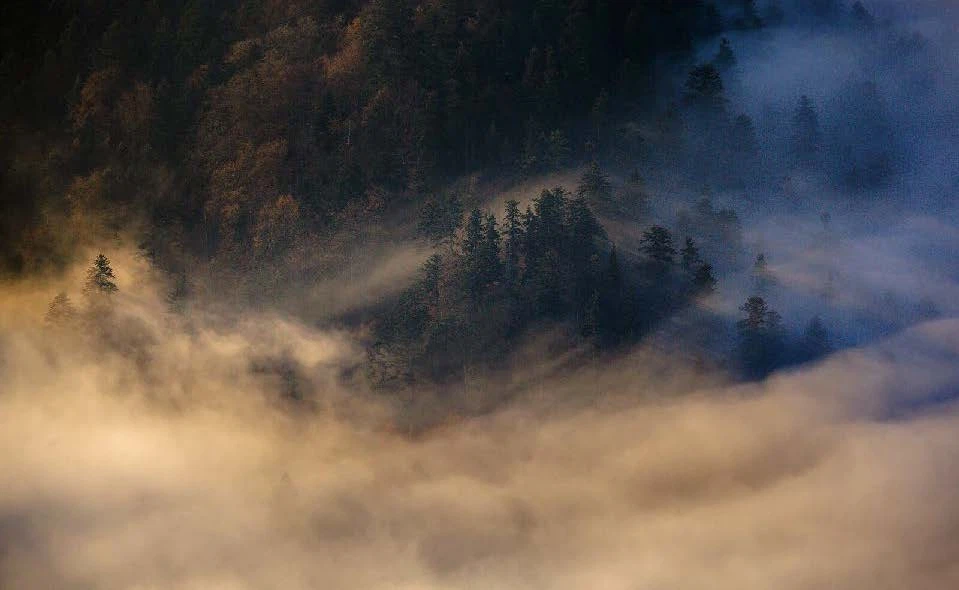 Forests 9
