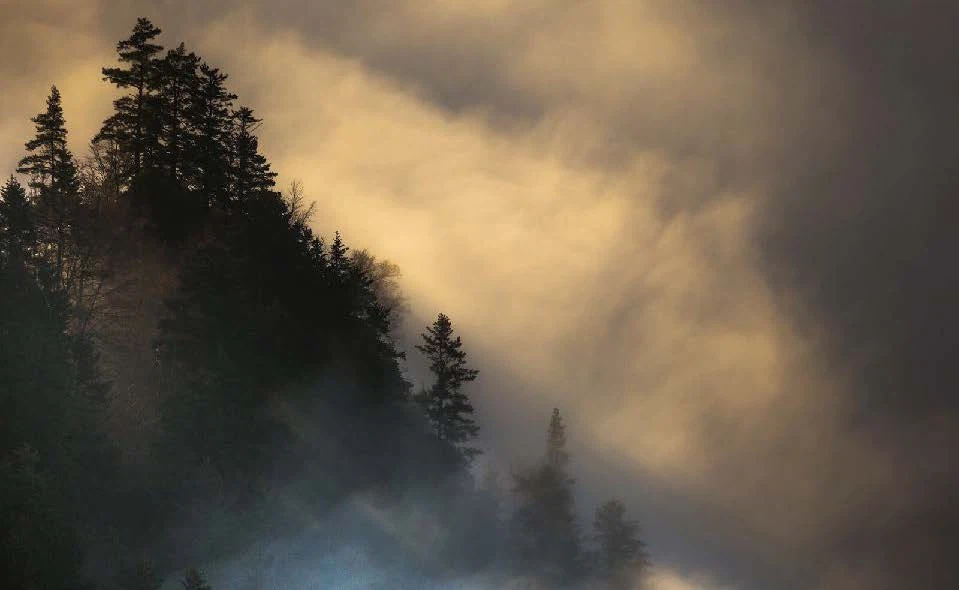 Forests 10