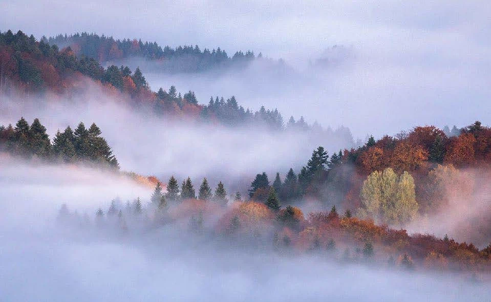 Forests 11