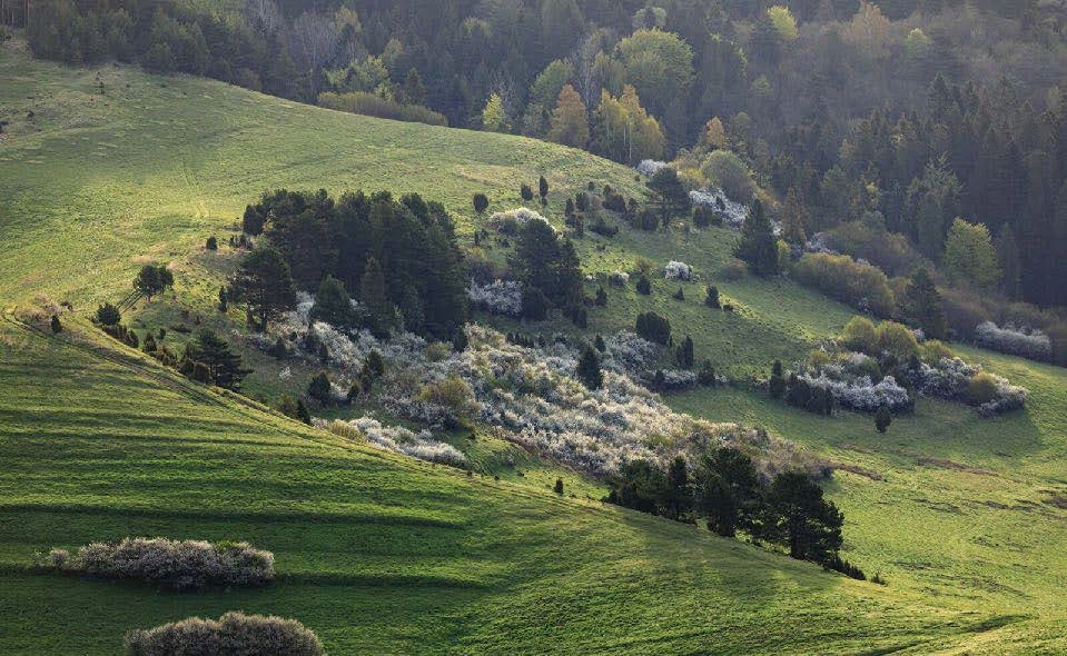 Fields Meadows 15