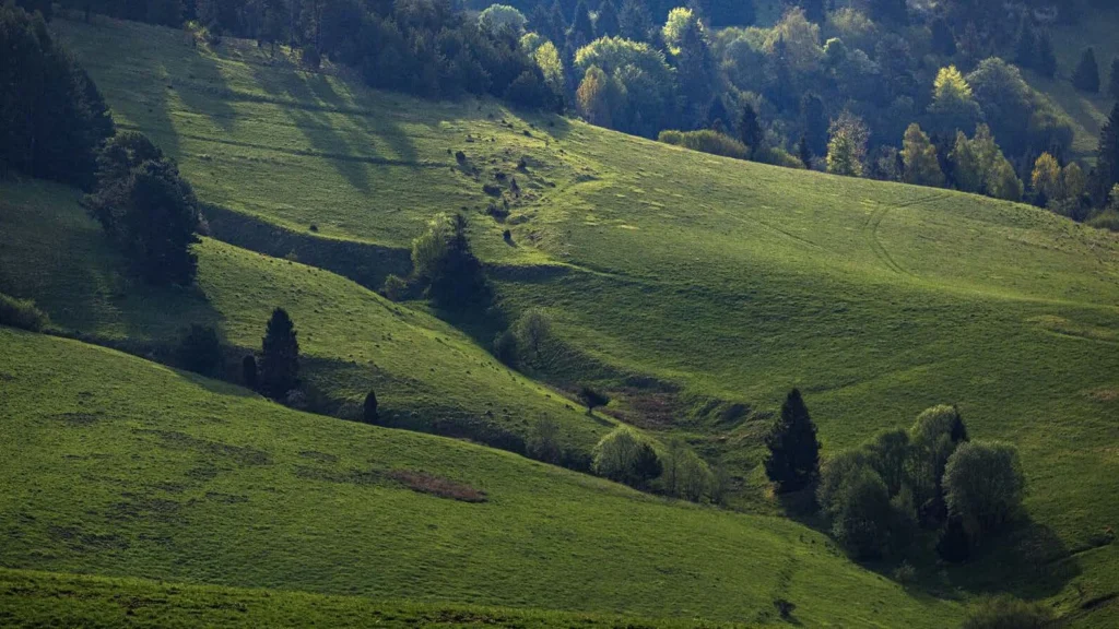 Fields Meadows 16