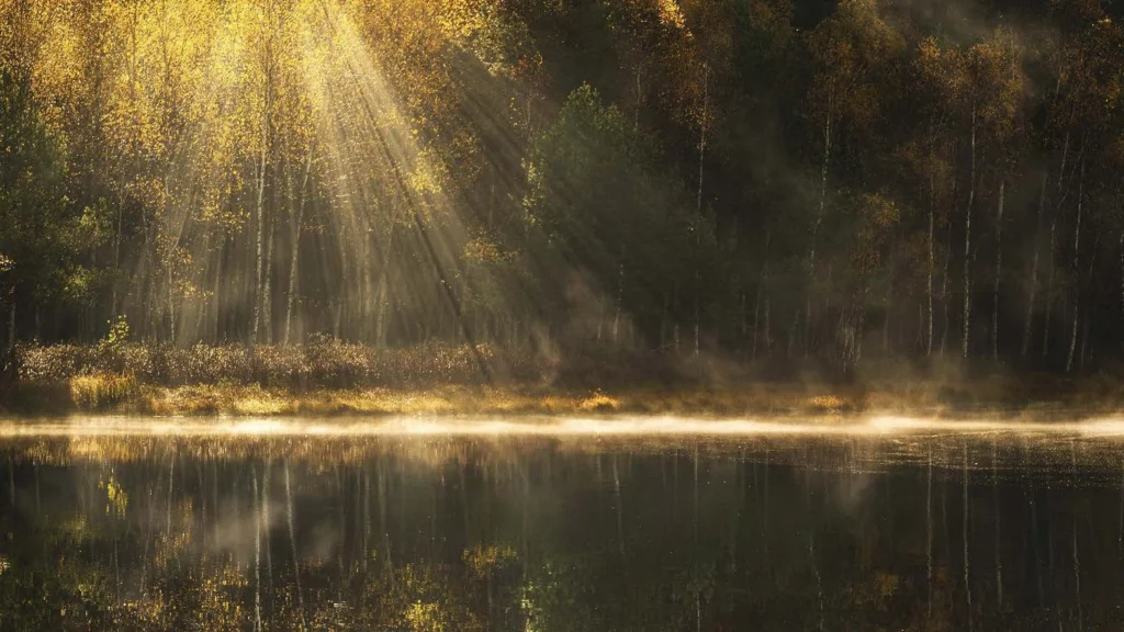 Forests 12