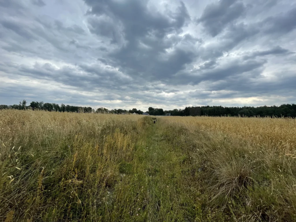 Fields Meadows 17