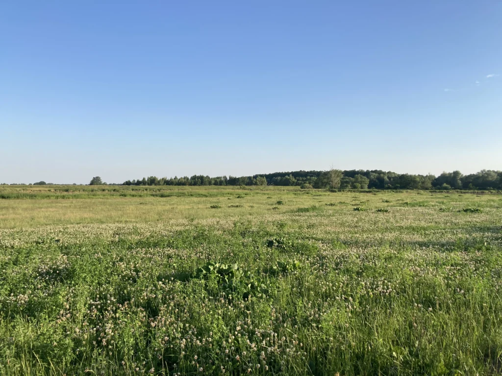 Fields Meadows 19