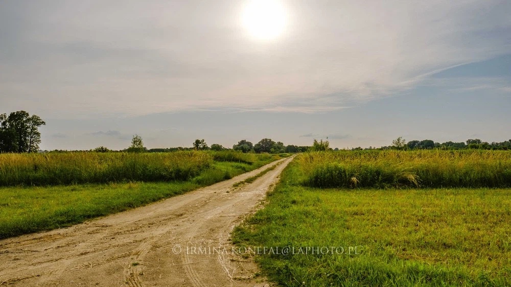Fields Meadows 23