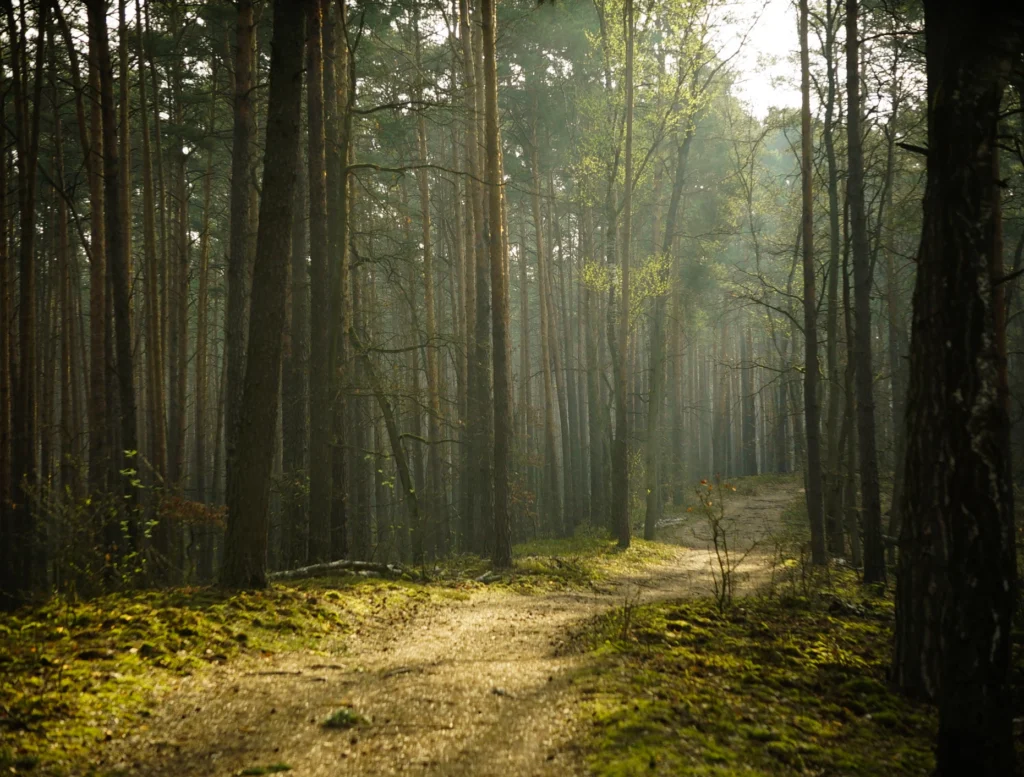 Forests 14