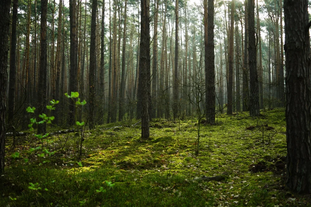 Forests 15