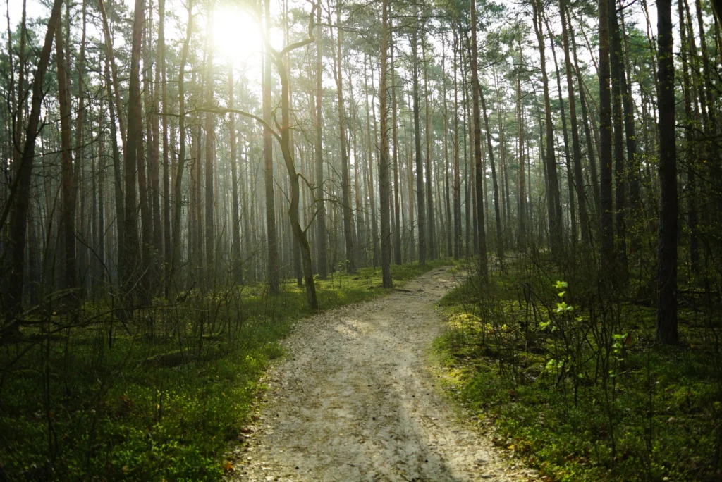 Forests 16
