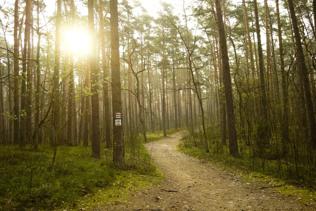 Forests 17