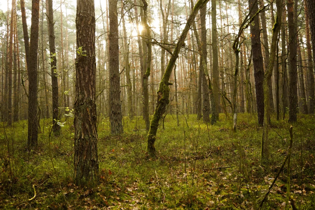 Forests 18