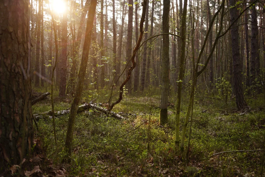 Forests 19