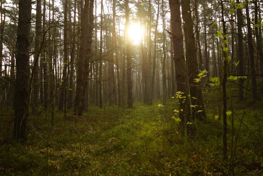 Forests 21