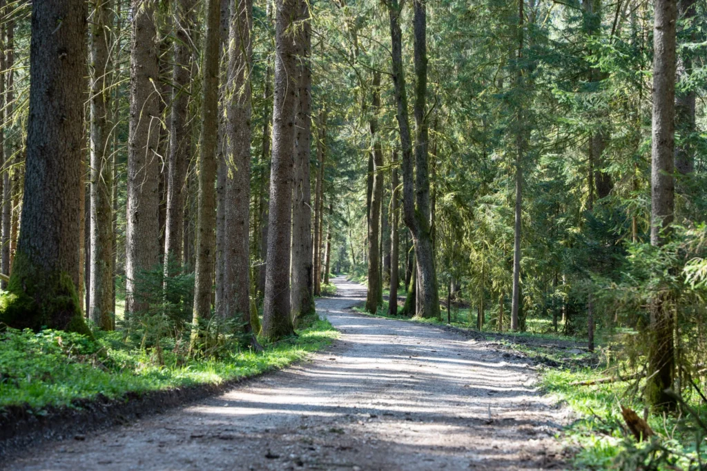 Forests 1