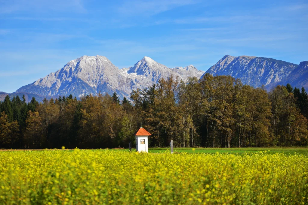 Fields / Meadows 2