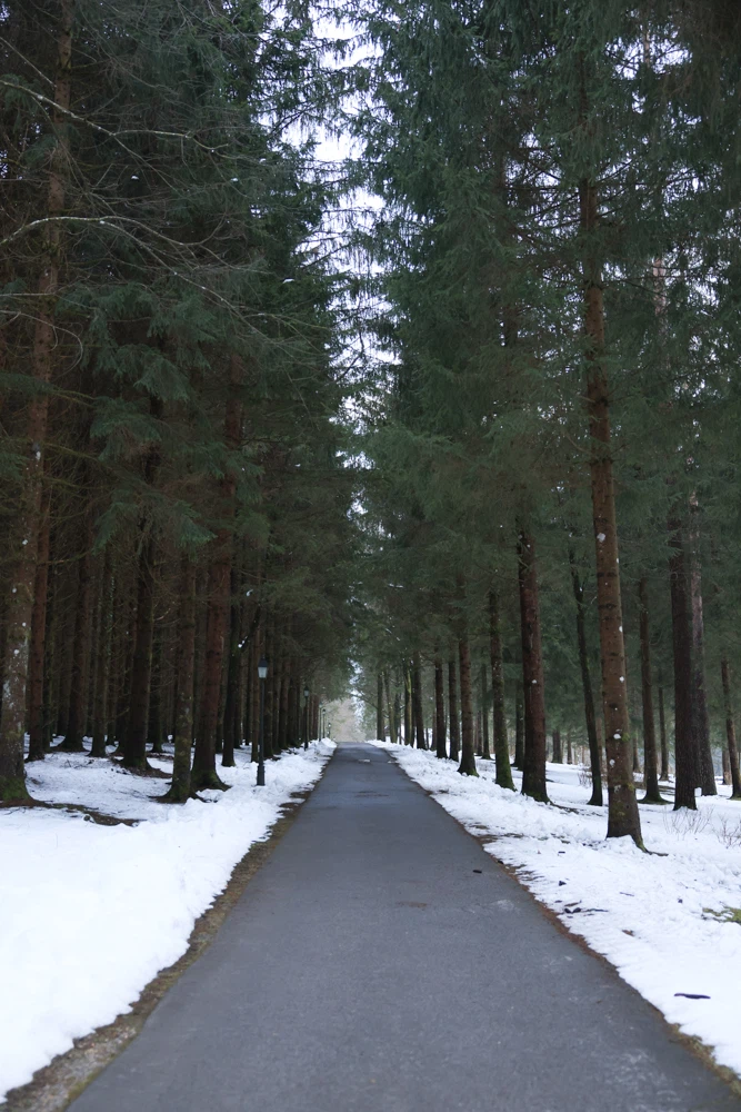 Forests 5
