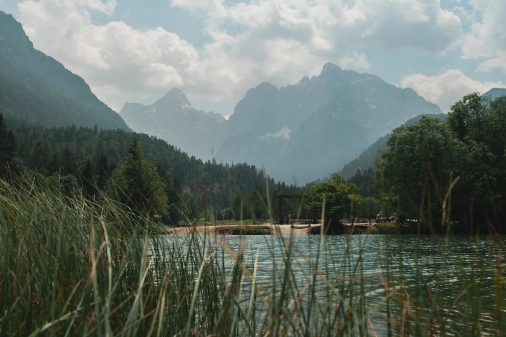 Forests 6