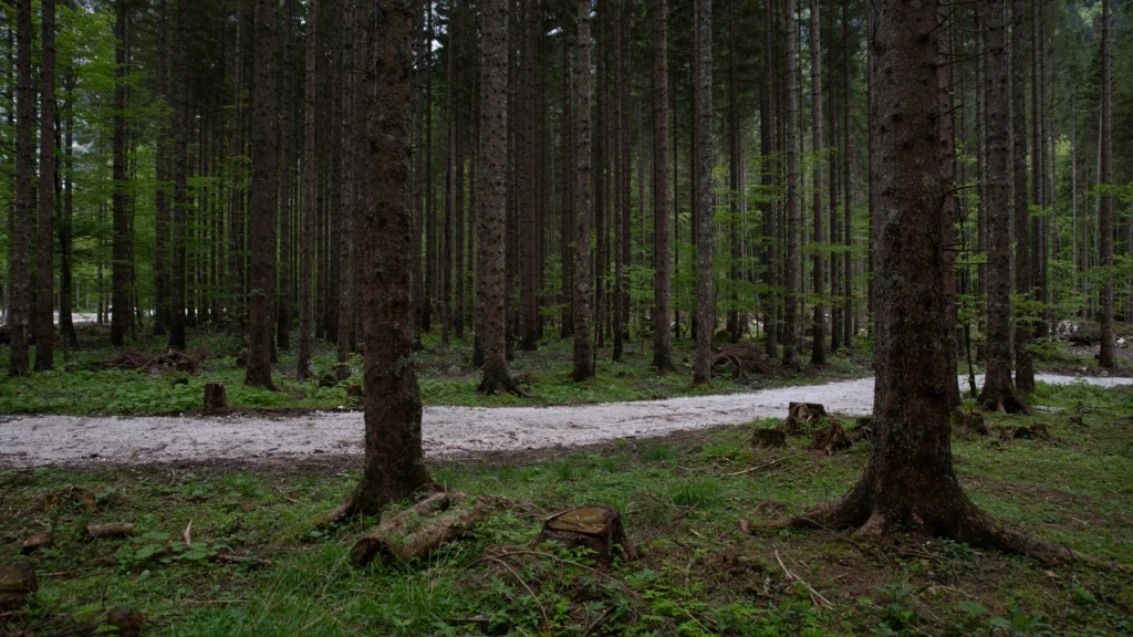 Forests 7