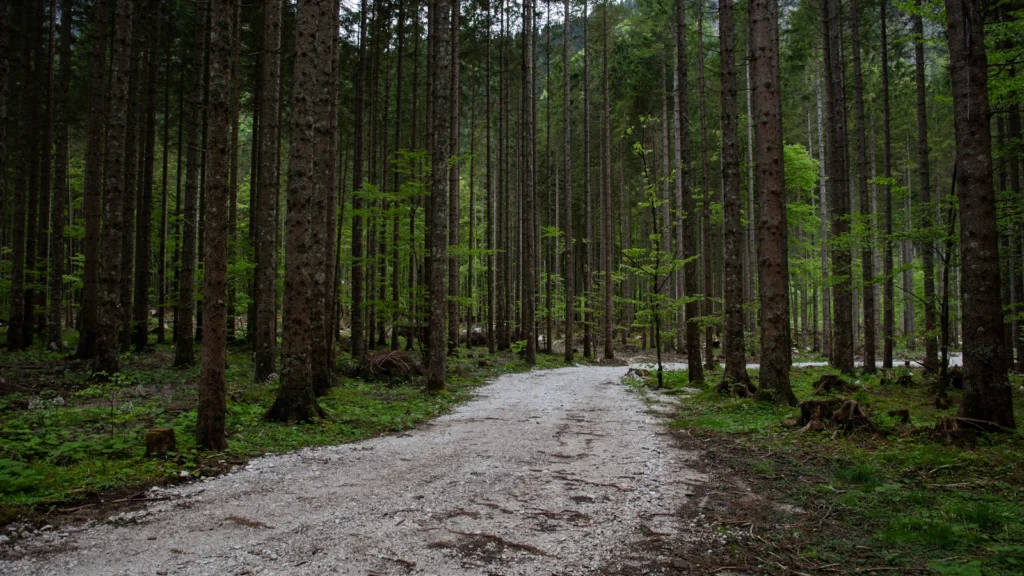 Forests 8