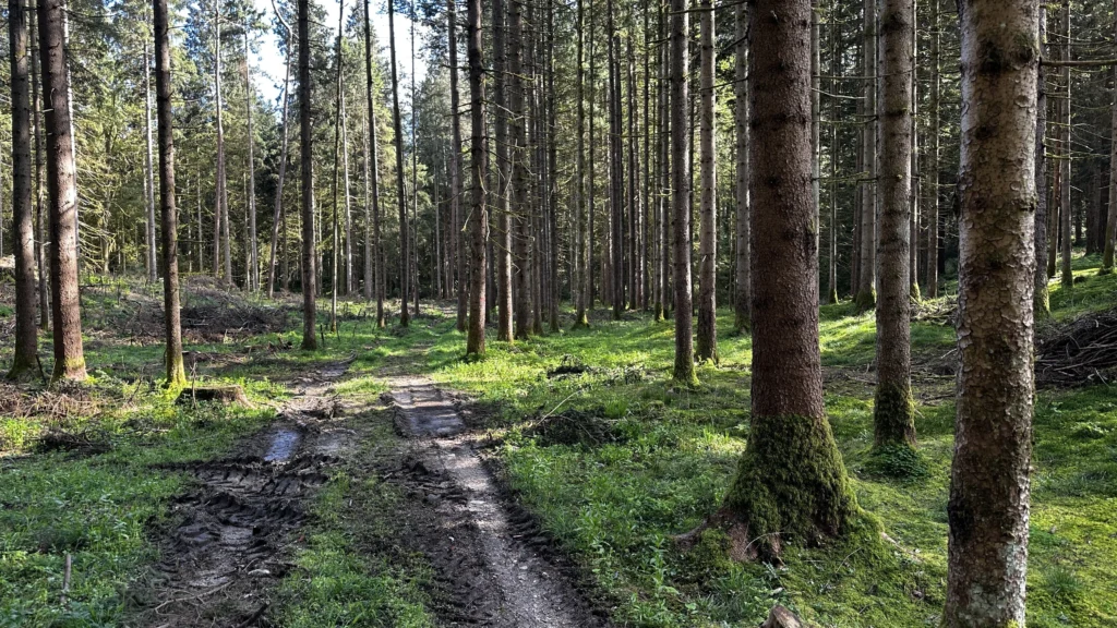 Forests 9