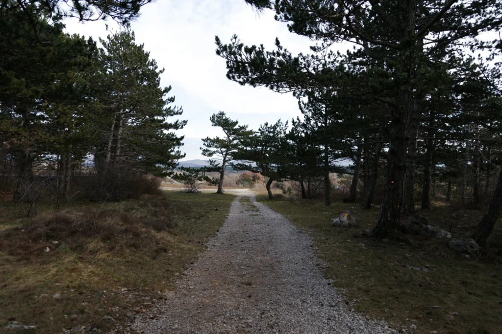 Forests 13