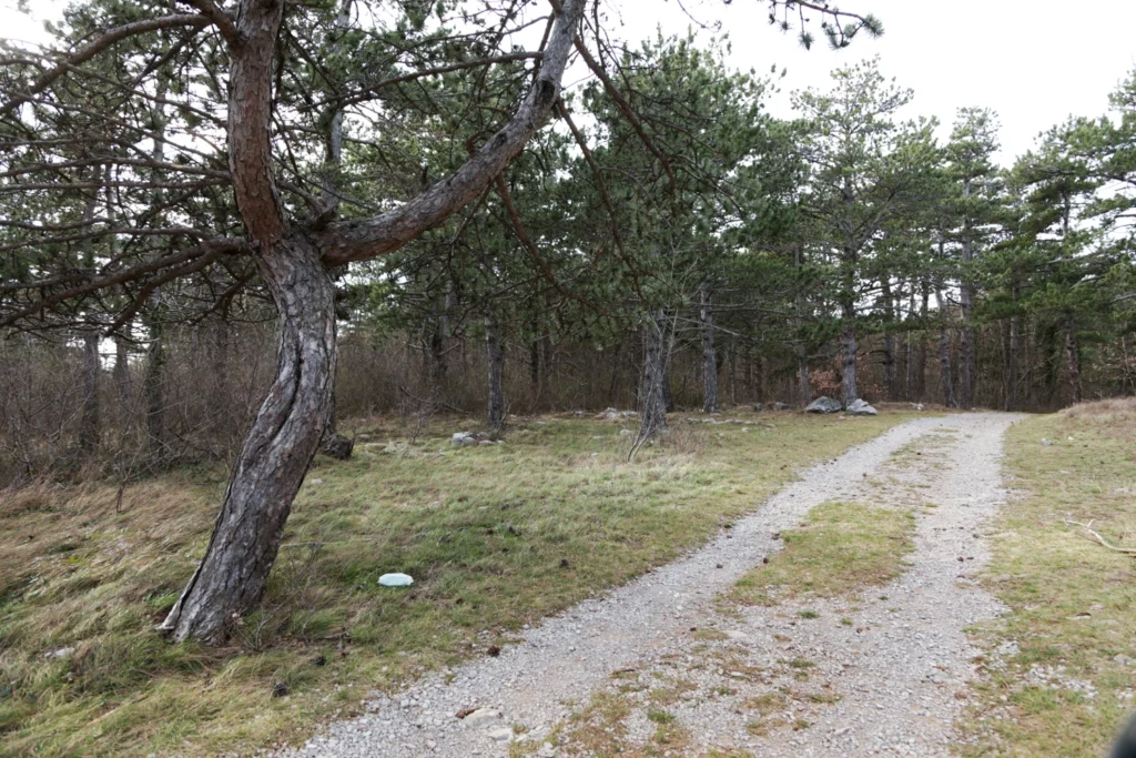 Forests 14