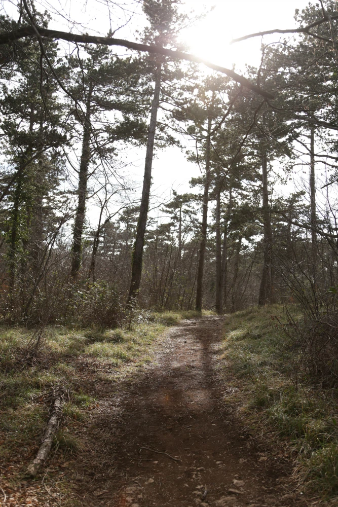 Forests 15