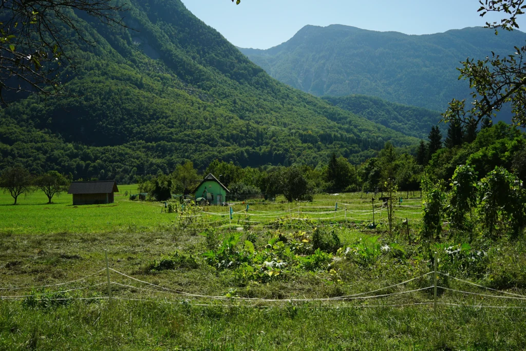 Fields / Meadows 8