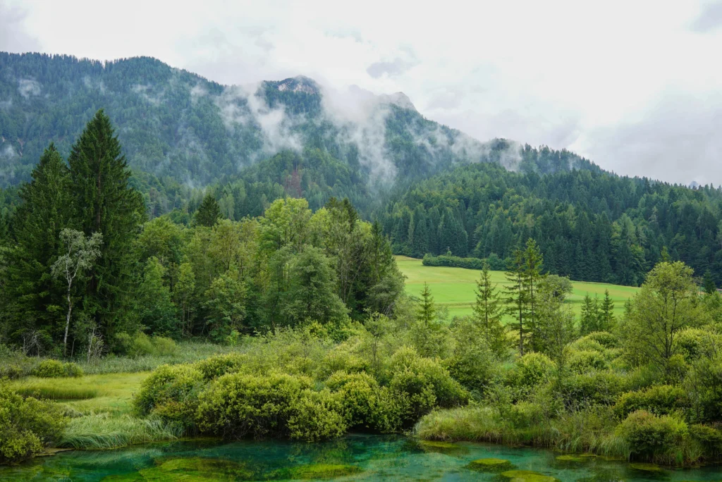 Forests 17