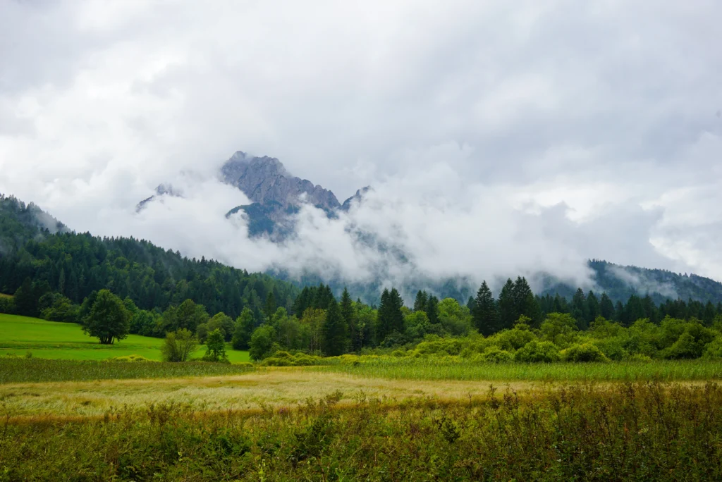 Forests 18